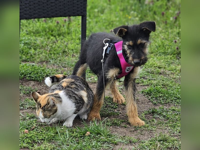 Tilly ist klug und voller Energie