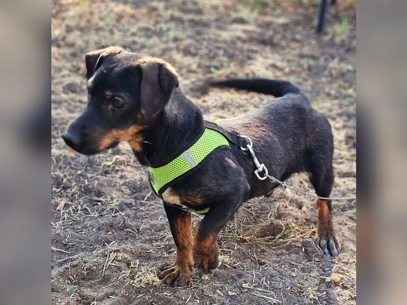 Taro ist ein schlauer, kleiner Hundemann