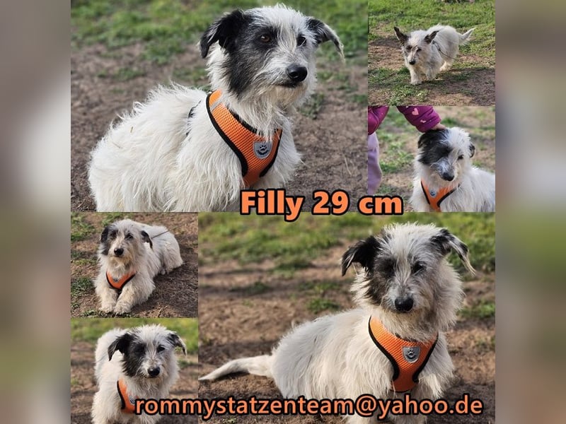 Filly ist aufmerksam und möchte lernen