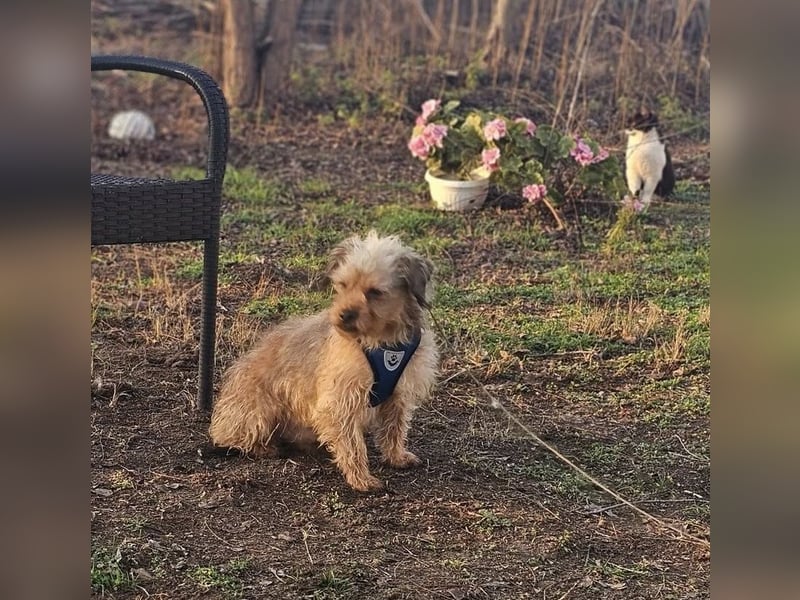 Bendix hat ein fröhliches Wesen