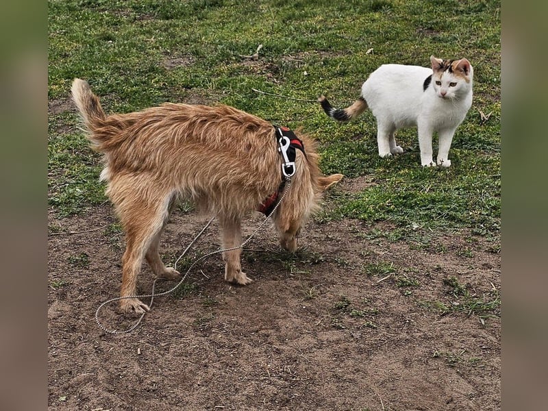 Selva mag lange Schnüffelrunden