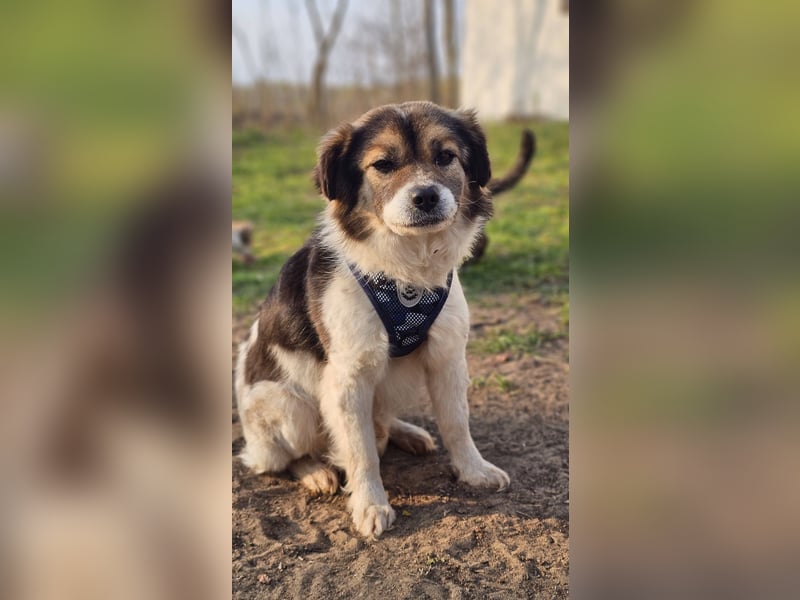 Oddi wird sicher ein gelehriger Schüler