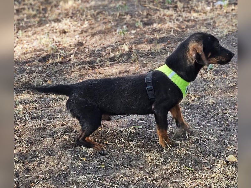 Taro ist ein schlauer, kleiner Hundemann