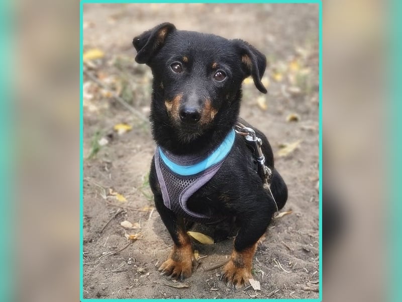 Pimpf ist lebenslustig und neugierig (76327 Pfinztal)