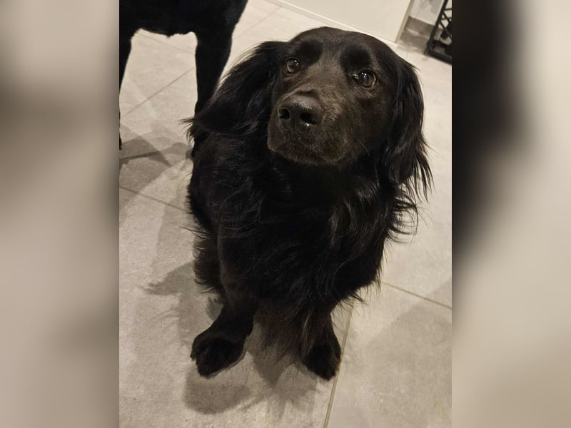 Fuio liebt Spaziergänge in der Natur (41836 Hückelhoven)