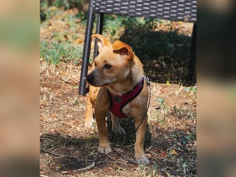 Netti wird sicher eifrig das Hunde ABC lernen