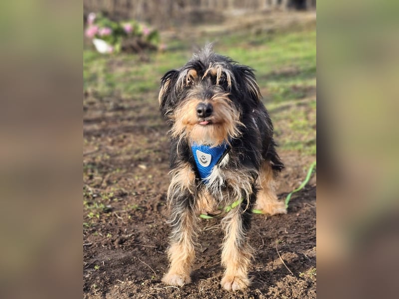 Tibor hat eine rasche Auffassungsgabe