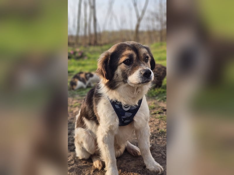 Oddi wird sicher ein gelehriger Schüler