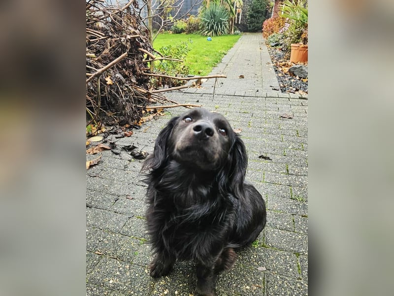 Fuio liebt Spaziergänge in der Natur (41836 Hückelhoven)