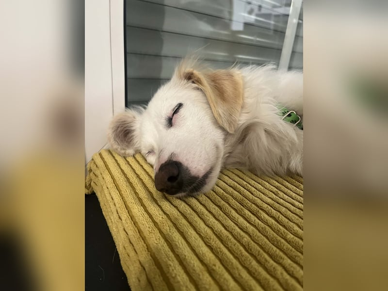 Neve ist lieb, sozial und clever (78224 Singen)