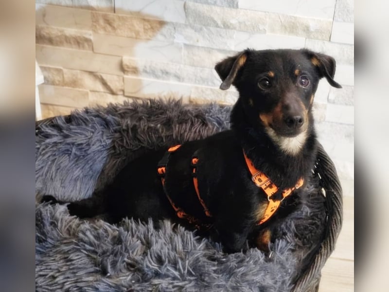 Pimpf ist lebenslustig und neugierig (76327 Pfinztal)