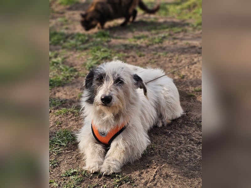 Filly ist aufmerksam und möchte lernen