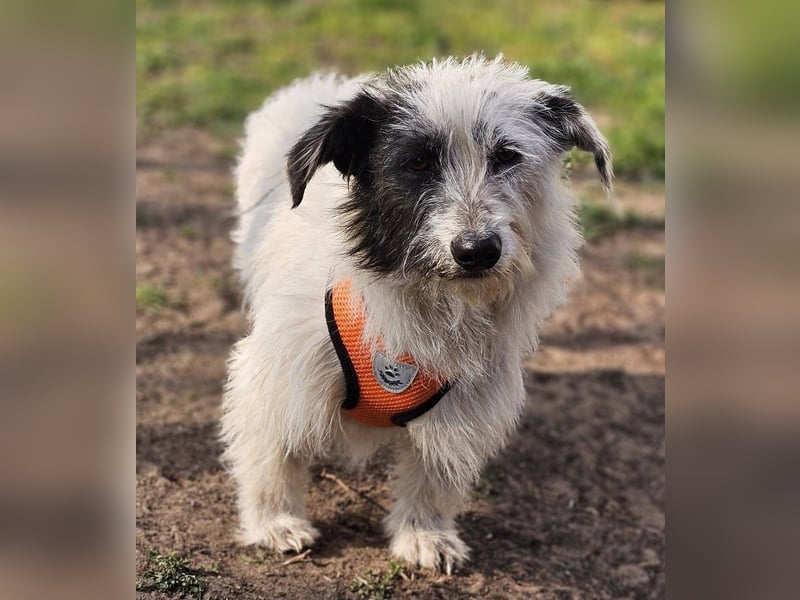 Filly ist aufmerksam und möchte lernen