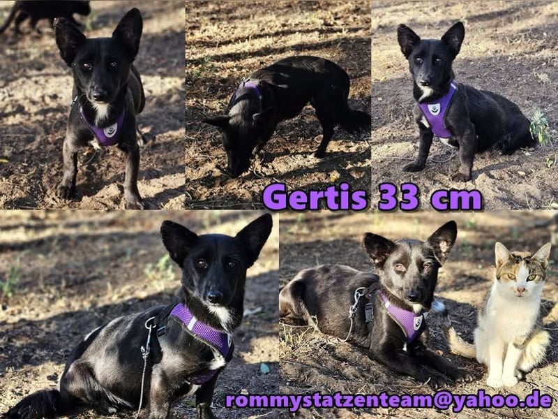 Gertis ist eine sanfte, zurückhaltende Persönlichkeit