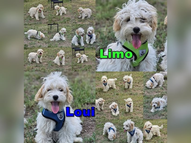 Limo und Loui sind gut sozialisiert