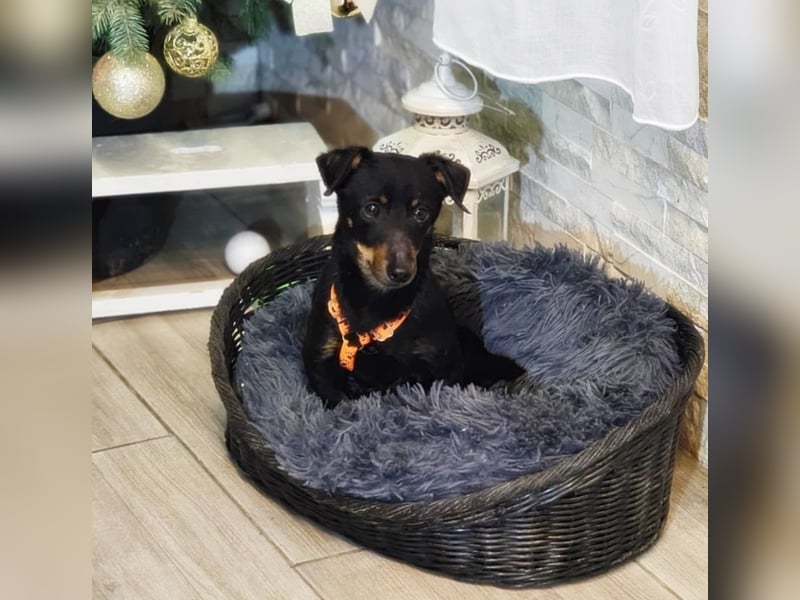 Pimpf ist lebenslustig und neugierig (76327 Pfinztal)