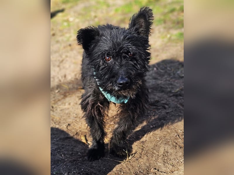 Raven - aktiv, fröhlich und unkompliziert