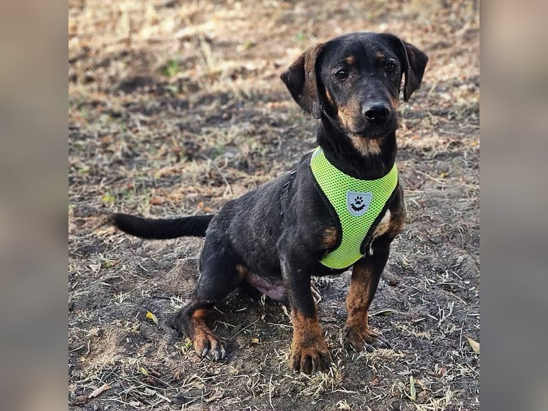 Taro ist ein schlauer, kleiner Hundemann
