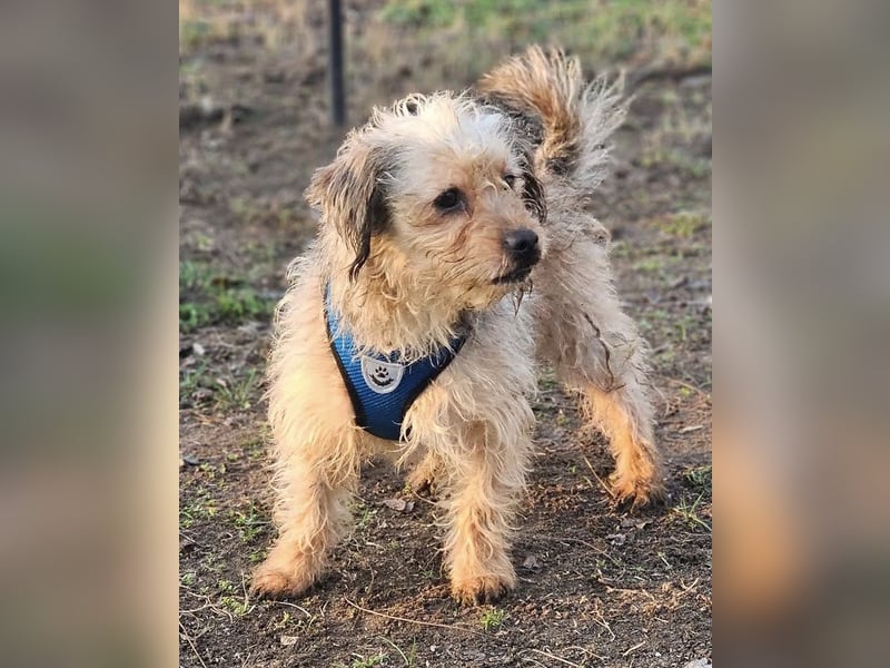 Bendix hat ein fröhliches Wesen