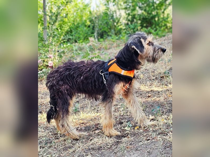Tilly ist lernfreudig und klug