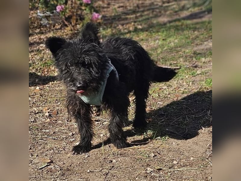 Raven - aktiv, fröhlich und unkompliziert