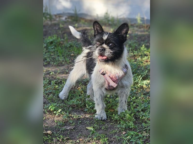 Charline ist ein aktiver Schatz