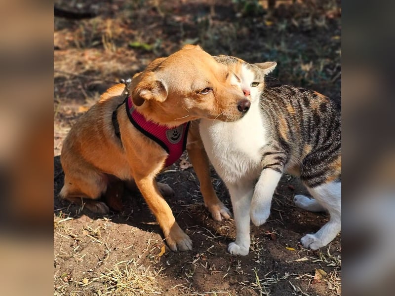 Netti wird sicher eifrig das Hunde ABC lernen
