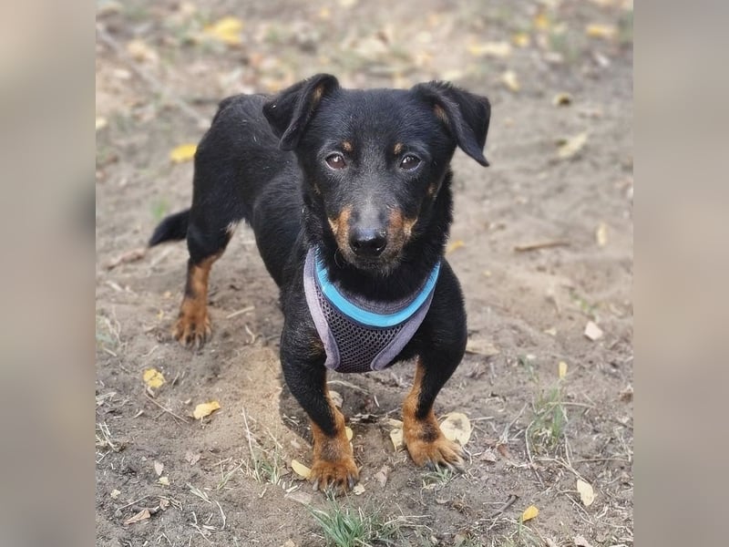 Pimpf ist lebenslustig und neugierig (76327 Pfinztal)