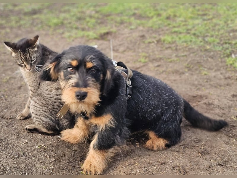 Jimmy ist ein freundlicher, toller Kerl