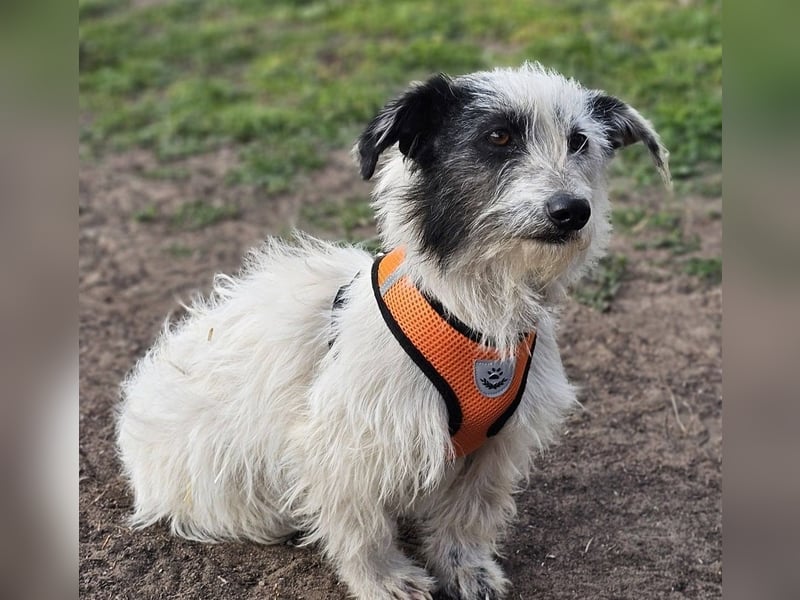 Filly ist aufmerksam und möchte lernen