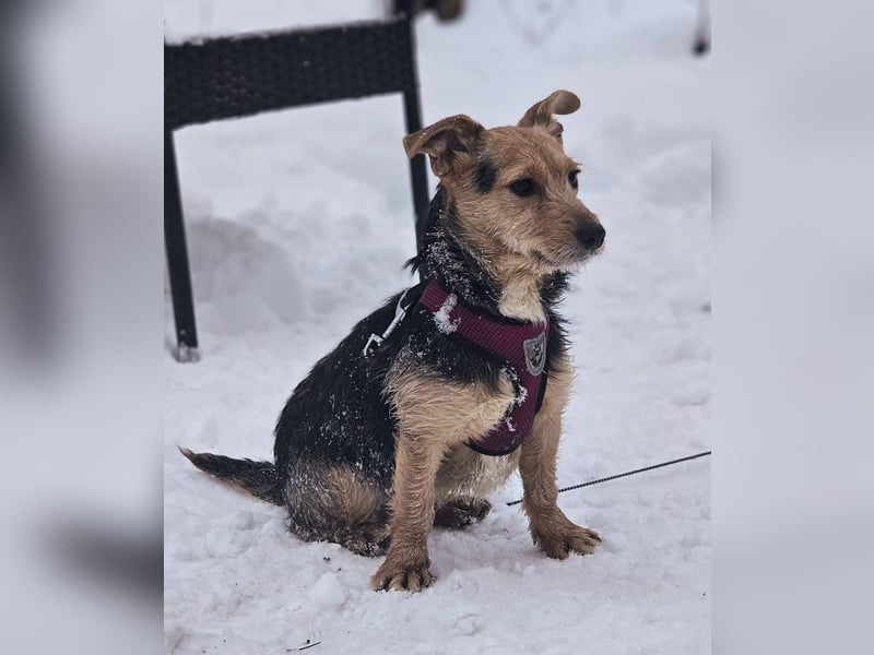 Sinola ist eine intelligente Hündin