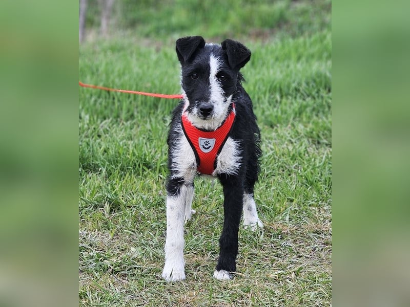 Zwarwit - eine kluge und sensible Hündin