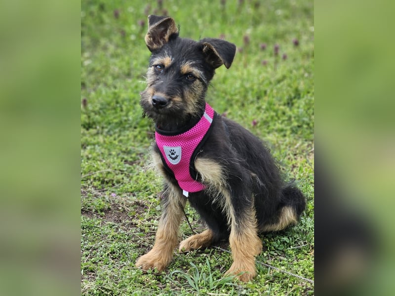 Tilly ist klug und voller Energie