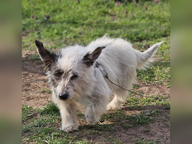 Filly ist aufmerksam und möchte lernen
