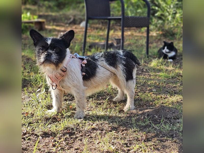 Charline ist ein aktiver Schatz