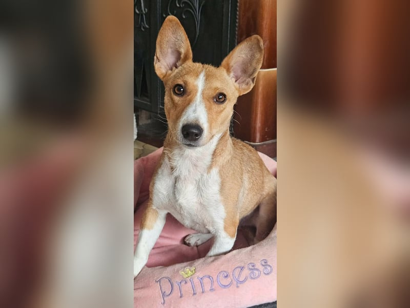 Janne ist eine aufgeschlossene Hundedame (61184 Karben)