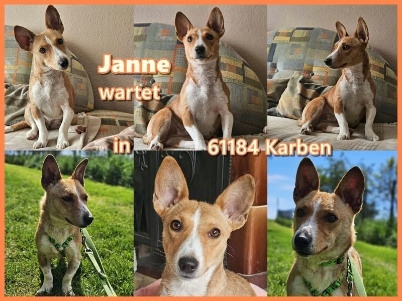 Janne ist eine aufgeschlossene Hundedame (61184 Karben)