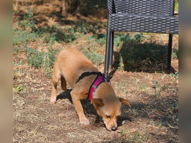 Netti wird sicher eifrig das Hunde ABC lernen