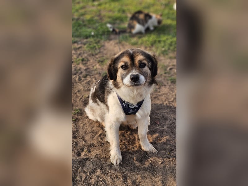 Oddi wird sicher ein gelehriger Schüler