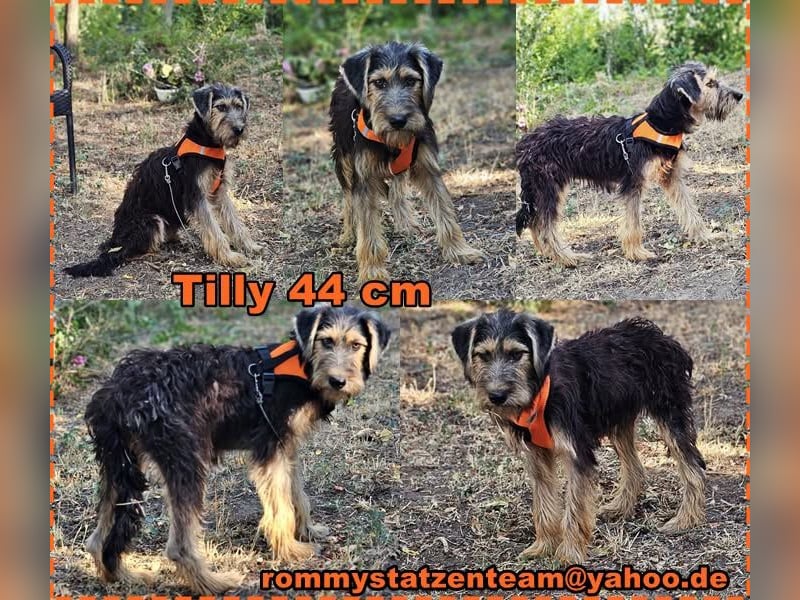 Tilly ist lernfreudig und klug
