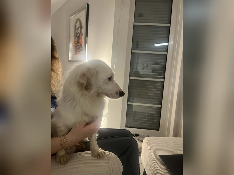 Neve ist lieb, sozial und clever (78224 Singen)