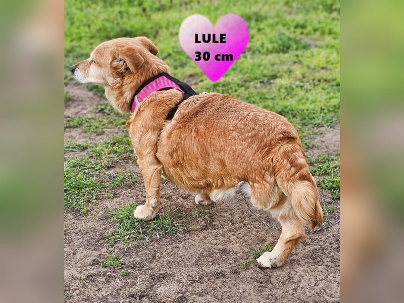 Lule - eine ausgesprochene liebe Hündin