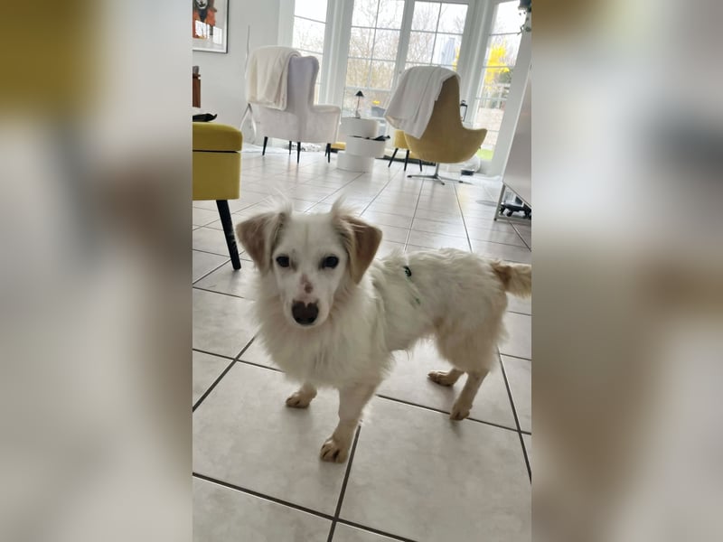 Neve ist lieb, sozial und clever (78224 Singen)