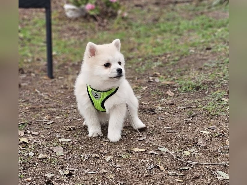 Bangsi-verspielt und voller Lebensfreude