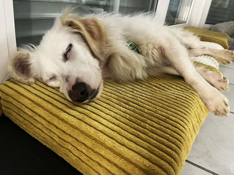 Neve ist lieb, sozial und clever (78224 Singen)