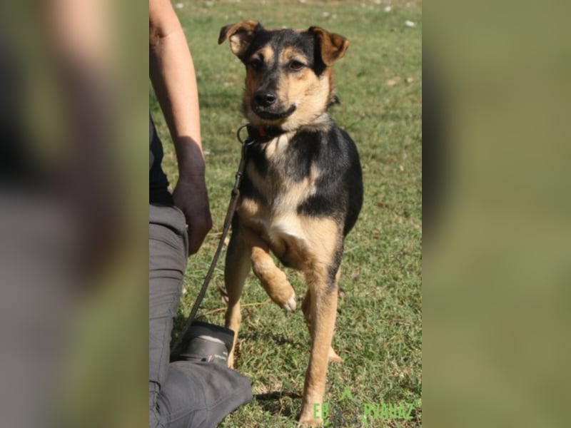 Für immer zuhause für Reno gesucht