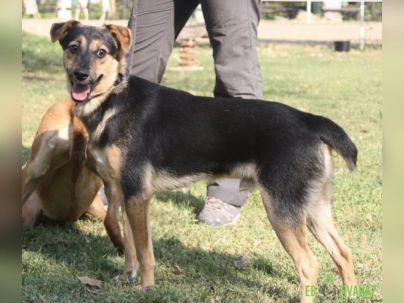 Für immer zuhause für Reno gesucht