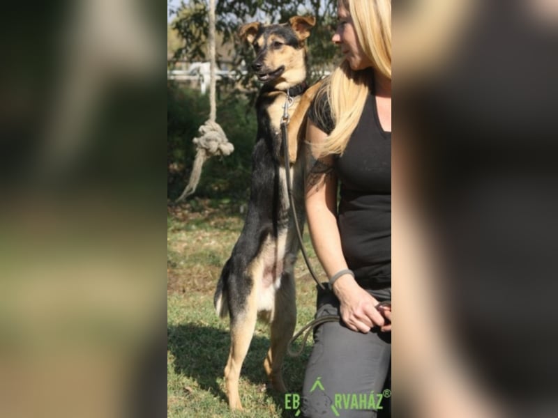 Für immer zuhause für Reno gesucht