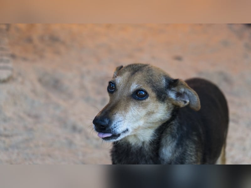 Wo darf Piri Glücklich werden