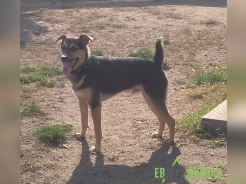 Für immer zuhause für Reno gesucht